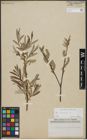 Foto von Salix viminalis L.